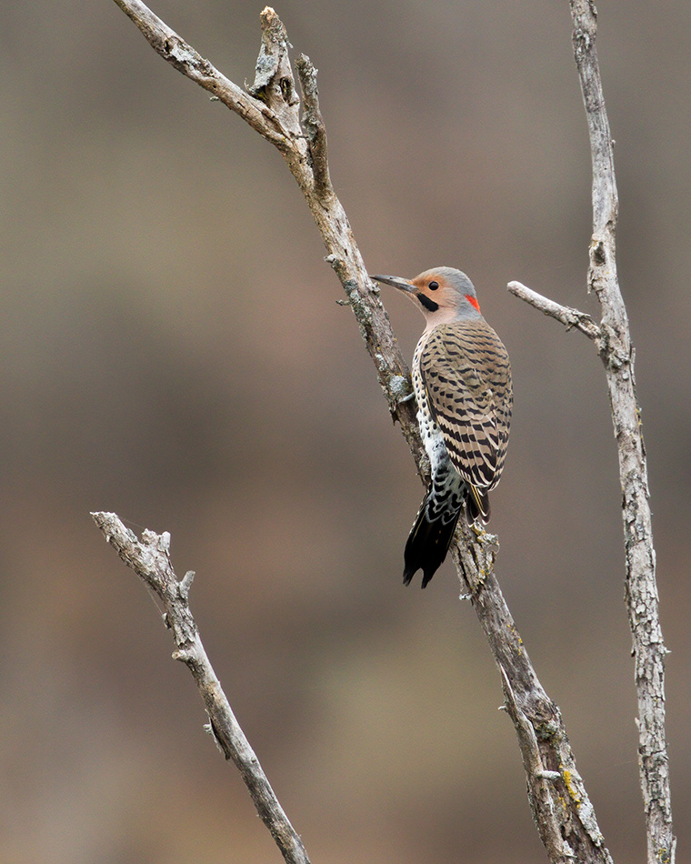 Click to see more details