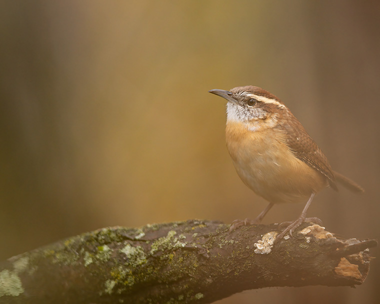 Click to see more details