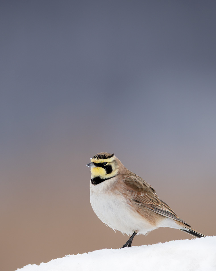 Click to see more details