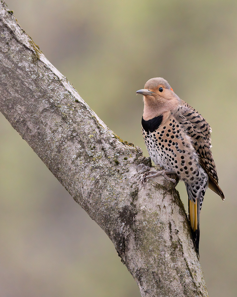 Click to see more details