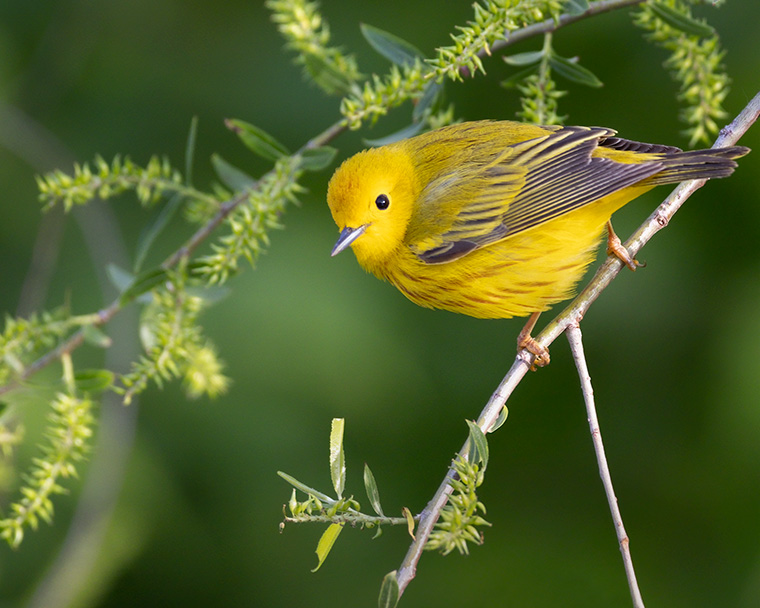 Click to see more details