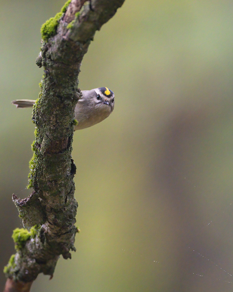 Click to see more details