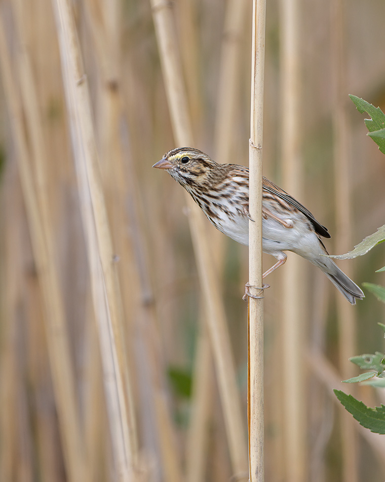 Click to see more details