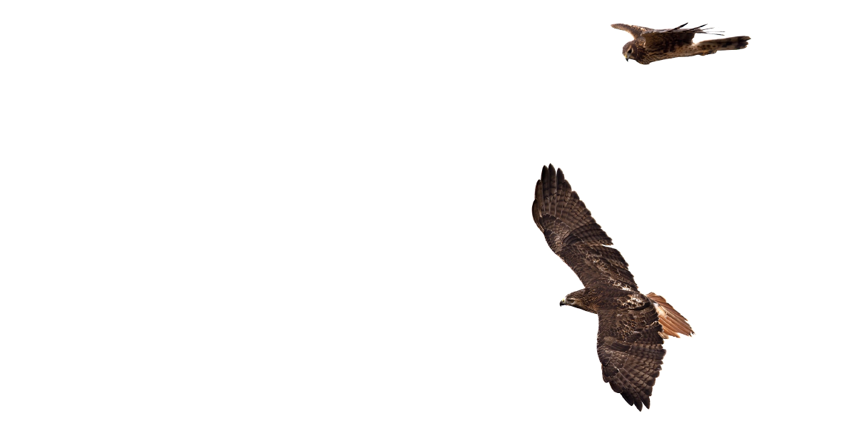 Northern harrier buzzing a red-tailed hawk